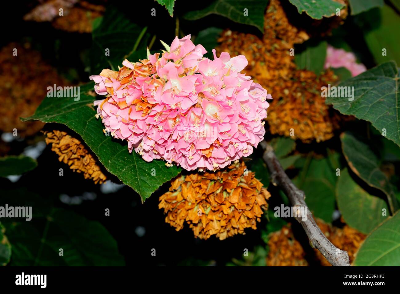 Tropical hydrangea (Dombeya wallichii) also known as pink ball tree flowering detail. Stock Photo