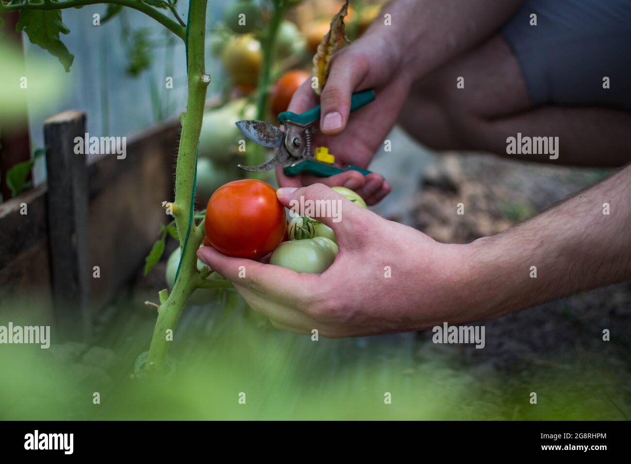 Picking Organic tomatoes from the garden Stock Photo