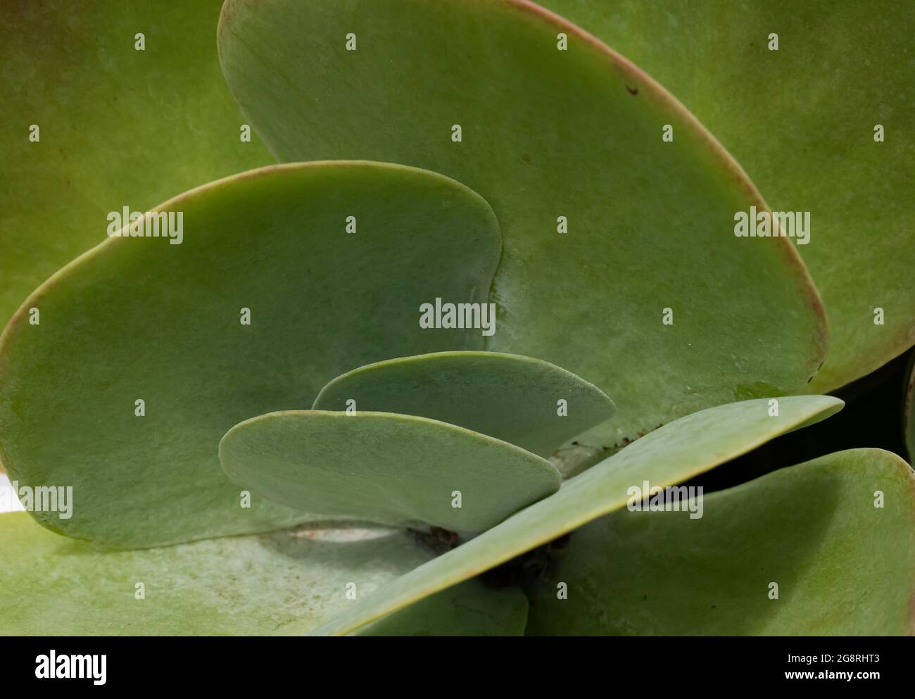 The center of a green kalanchoe thyrsiflora or paddle plant succulent with round, flat leaves. Blurred leaves surround the center forming a background Stock Photo