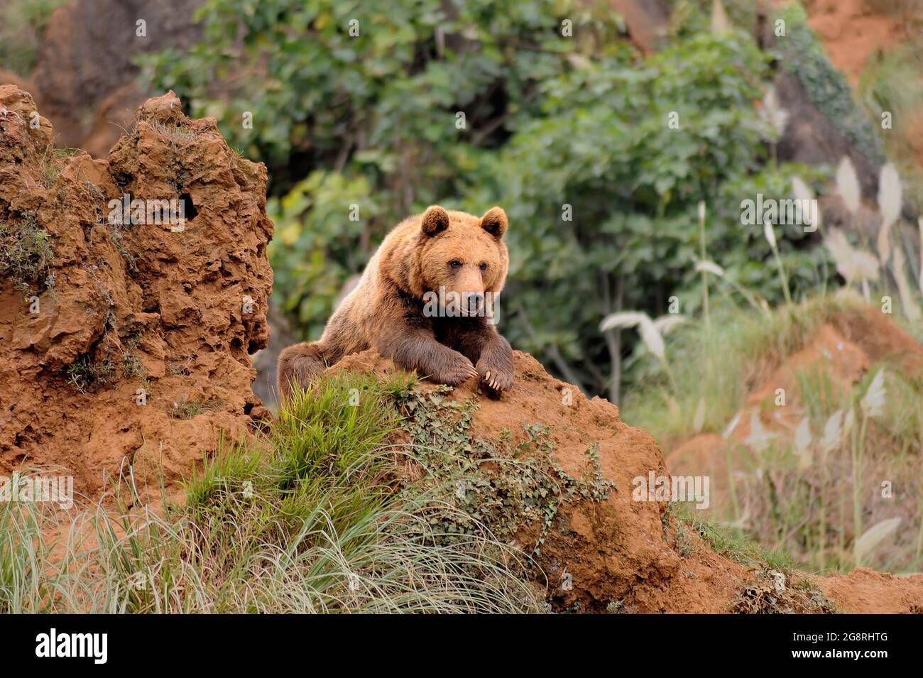 European Brown Bear (Ursus arctos arctos) leaning on the rocks Stock ...