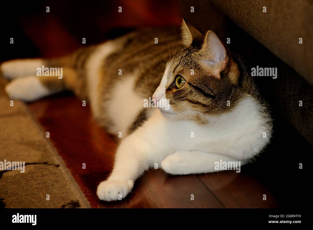 Cute domestic cat lying on home floor Stock Photo - Alamy
