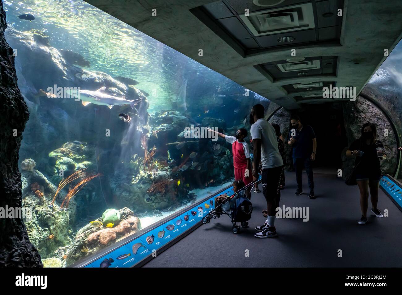 People enjoying underwater tunnel view of sea life at the Long Beach