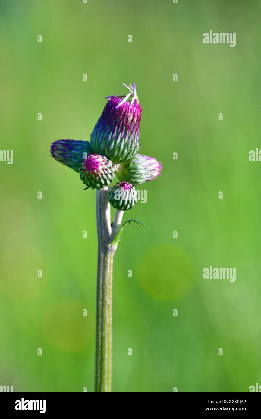 A purple thistle (Cirsium rivulare) in a meadow in the Belianske Tatra in Slovakia. Stock Photo
