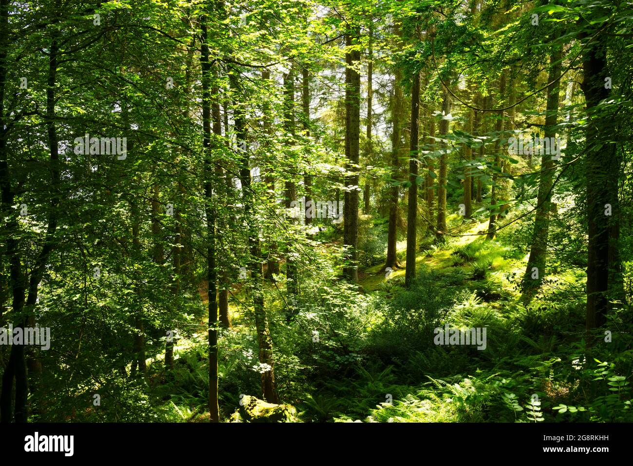 Beautiful forest of deciduous trees on a sunny day in summer Stock Photo