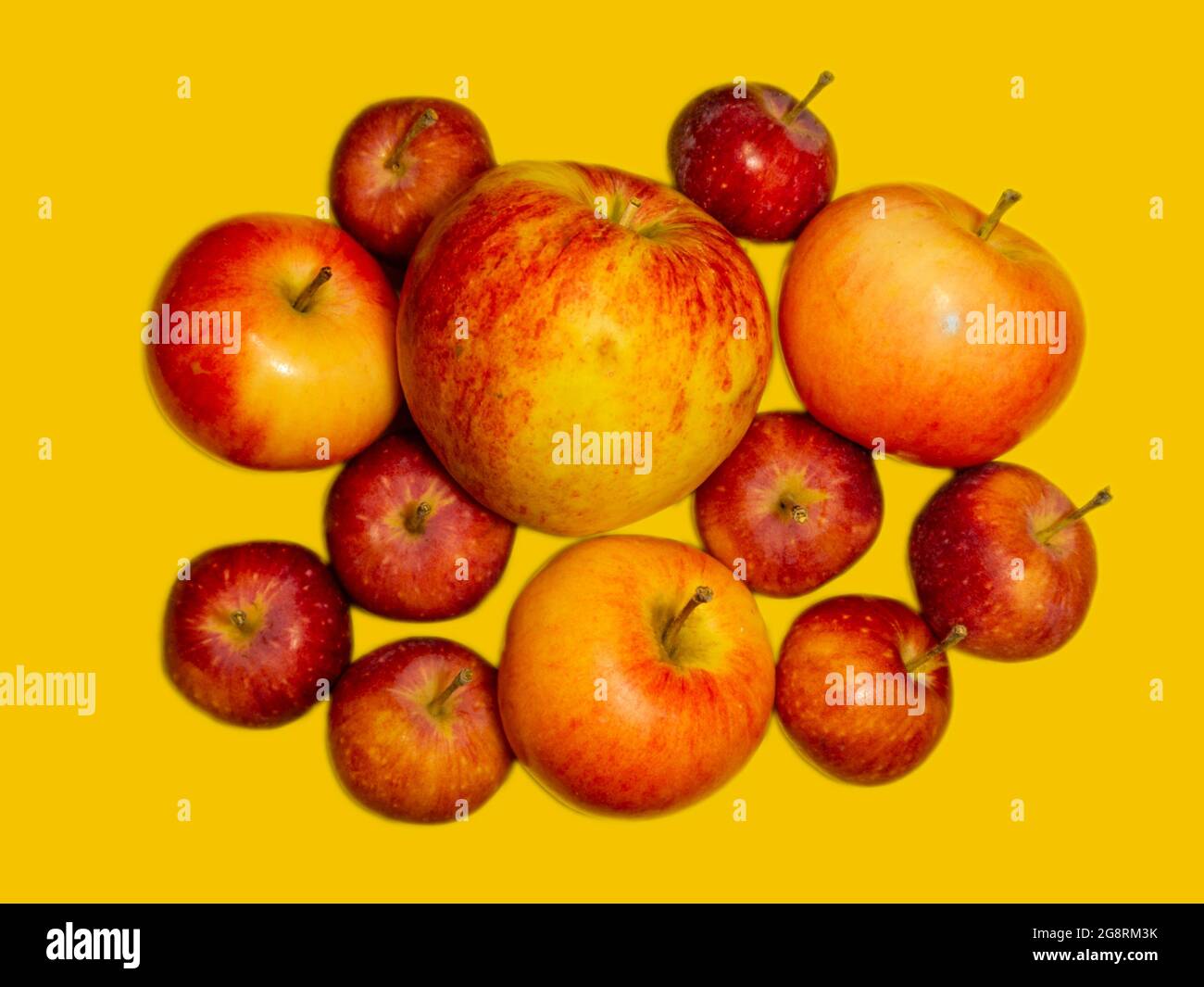 Autumn harvest of apples. Different varieties of apples. Stock Photo