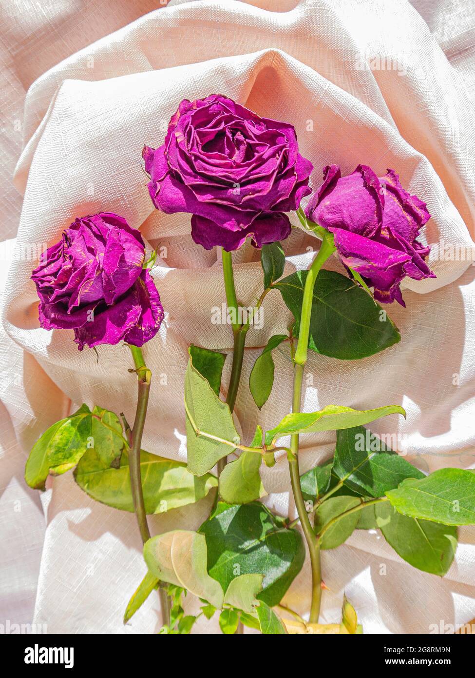 A bouquet of three wilted roses on a white cloth. Stock Photo