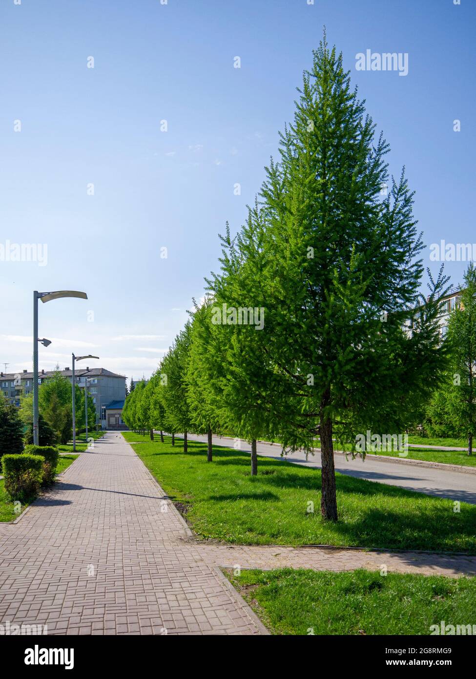 Road with trees for hiking on a sunny day. Hiking as a means to improve the health status of people with a sedentary lifestyle. Stock Photo