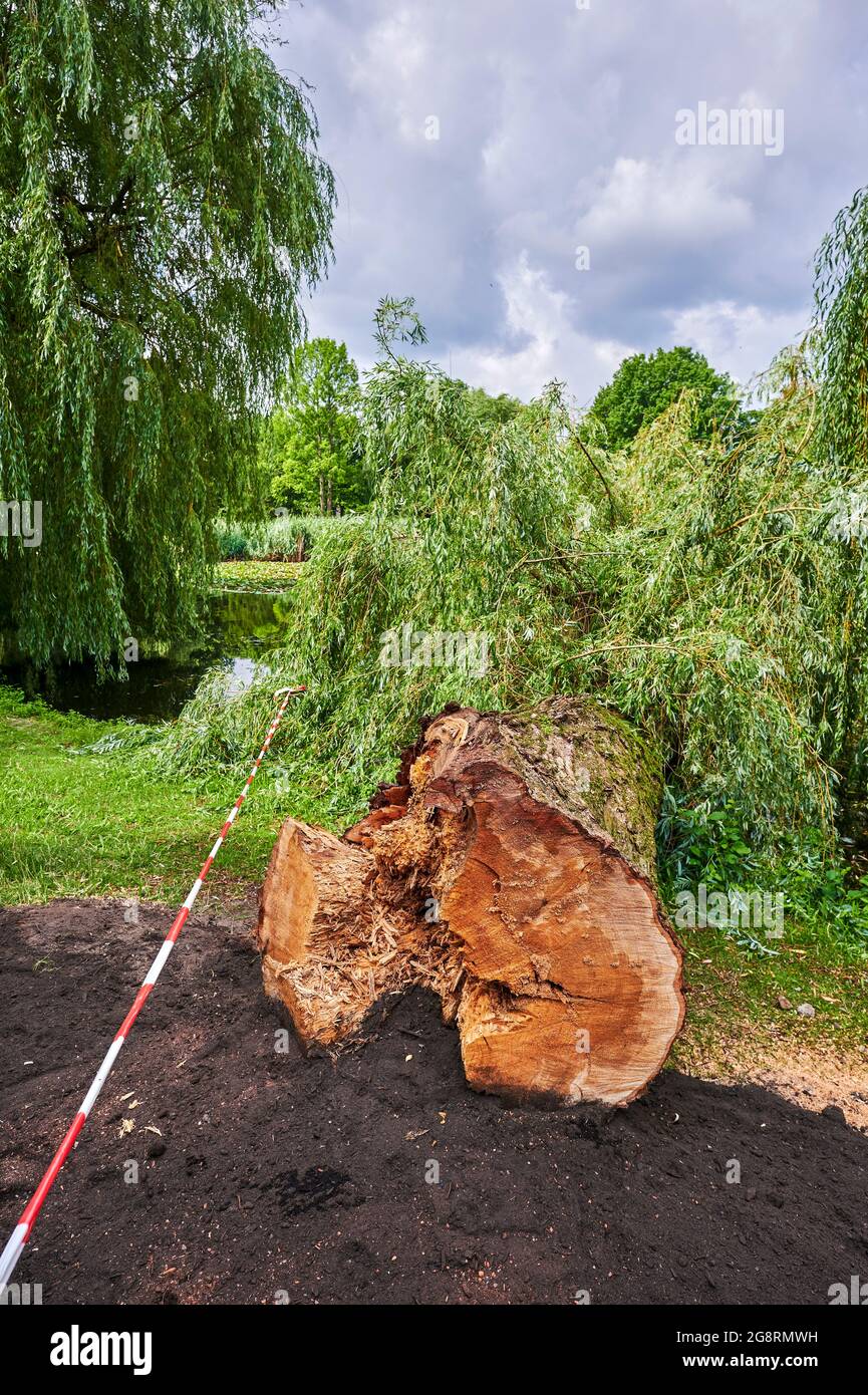 Photo of an old tree that has broken off in a park. Stock Photo