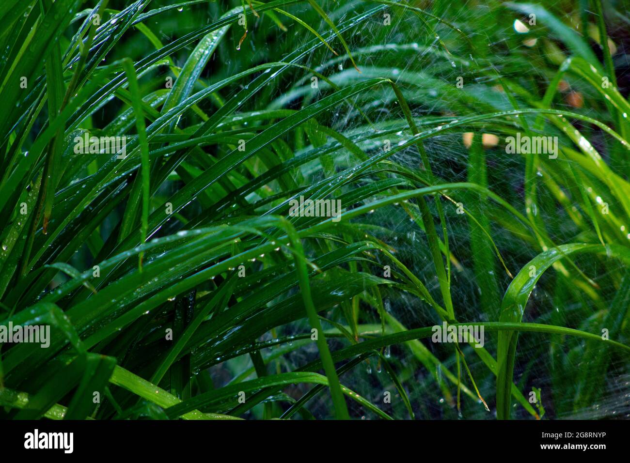 stock x wet grass