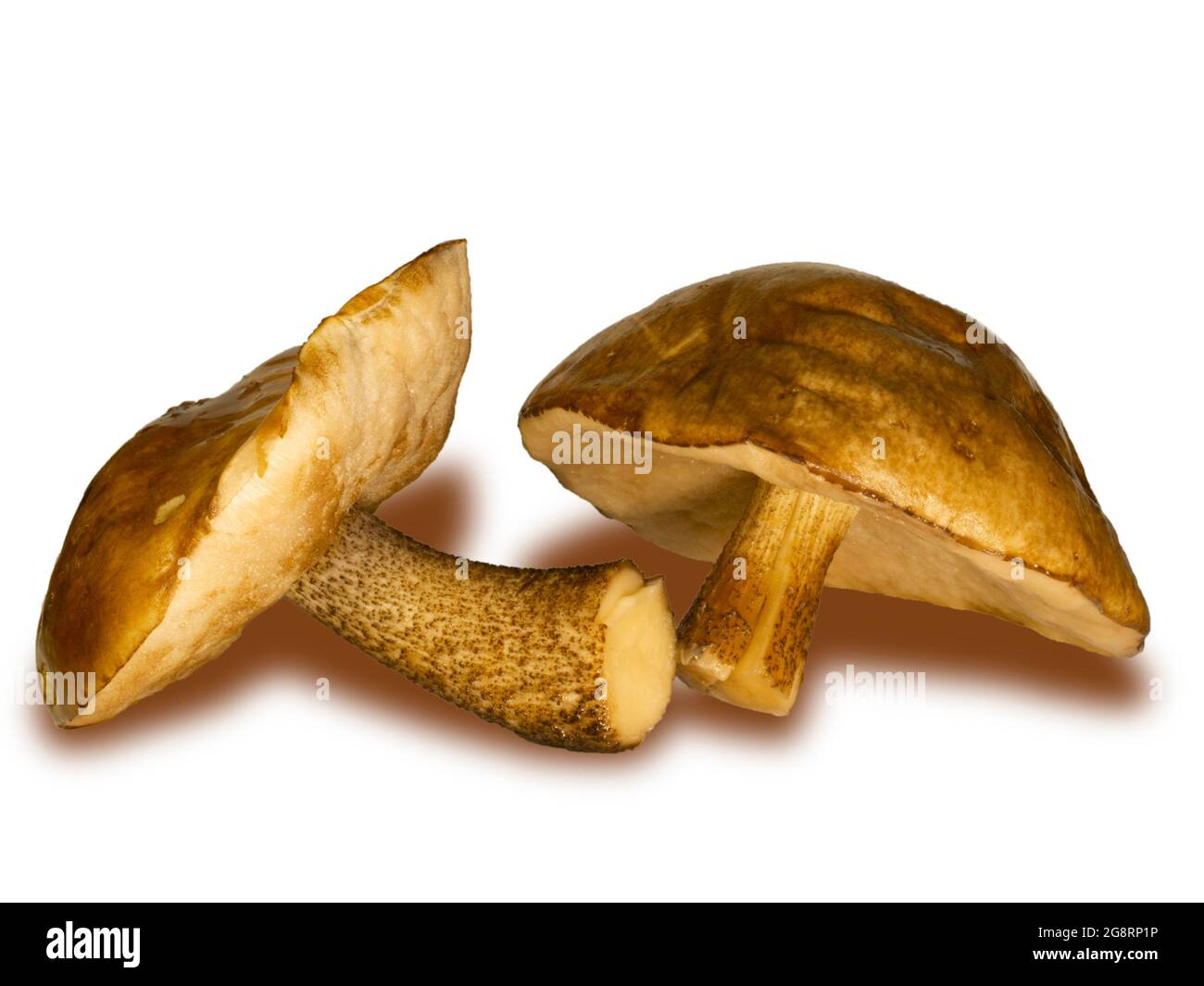 Autumn fresh forest edible mushrooms. Organic natural foods for gourmet-mushroom lovers. Stock Photo