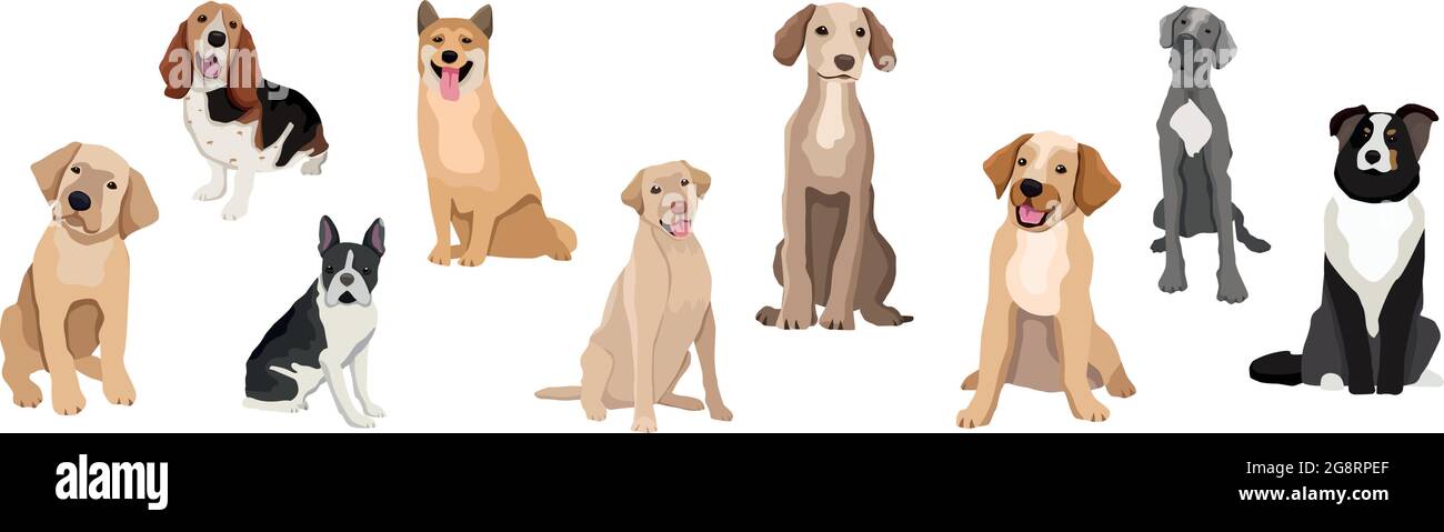 A selection of nine realistic dogs of different breeds on a white ...
