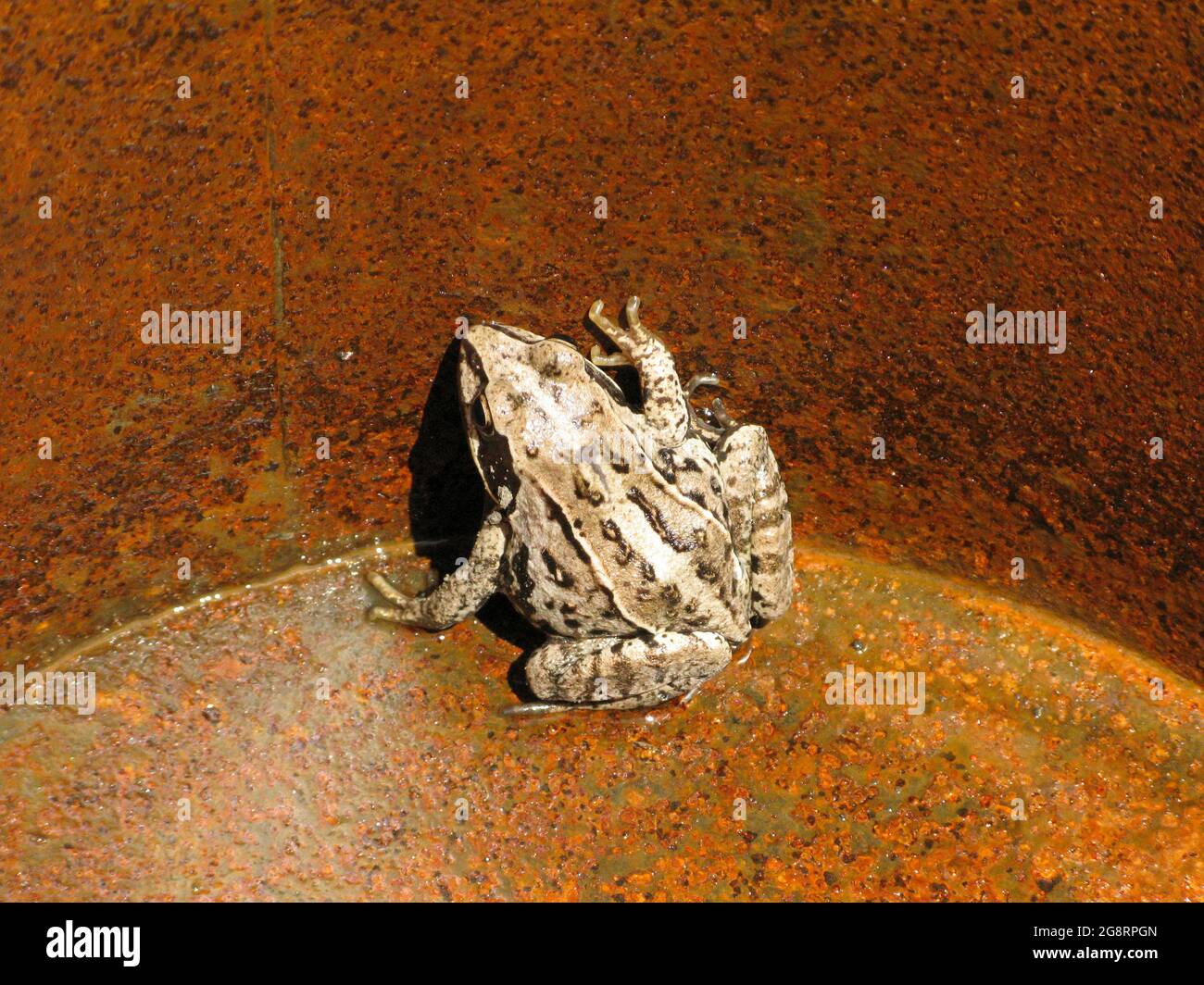 Rescued frog at the bottom of industrial capacity. The concept of ...