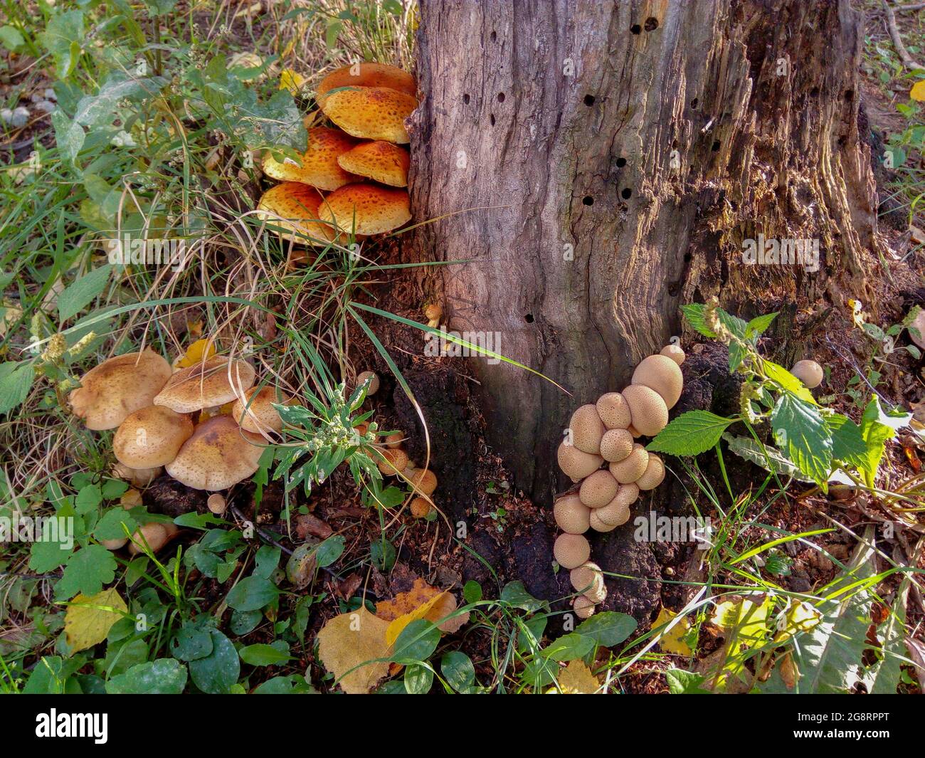 Non edible mushrooms hires stock photography and images Alamy