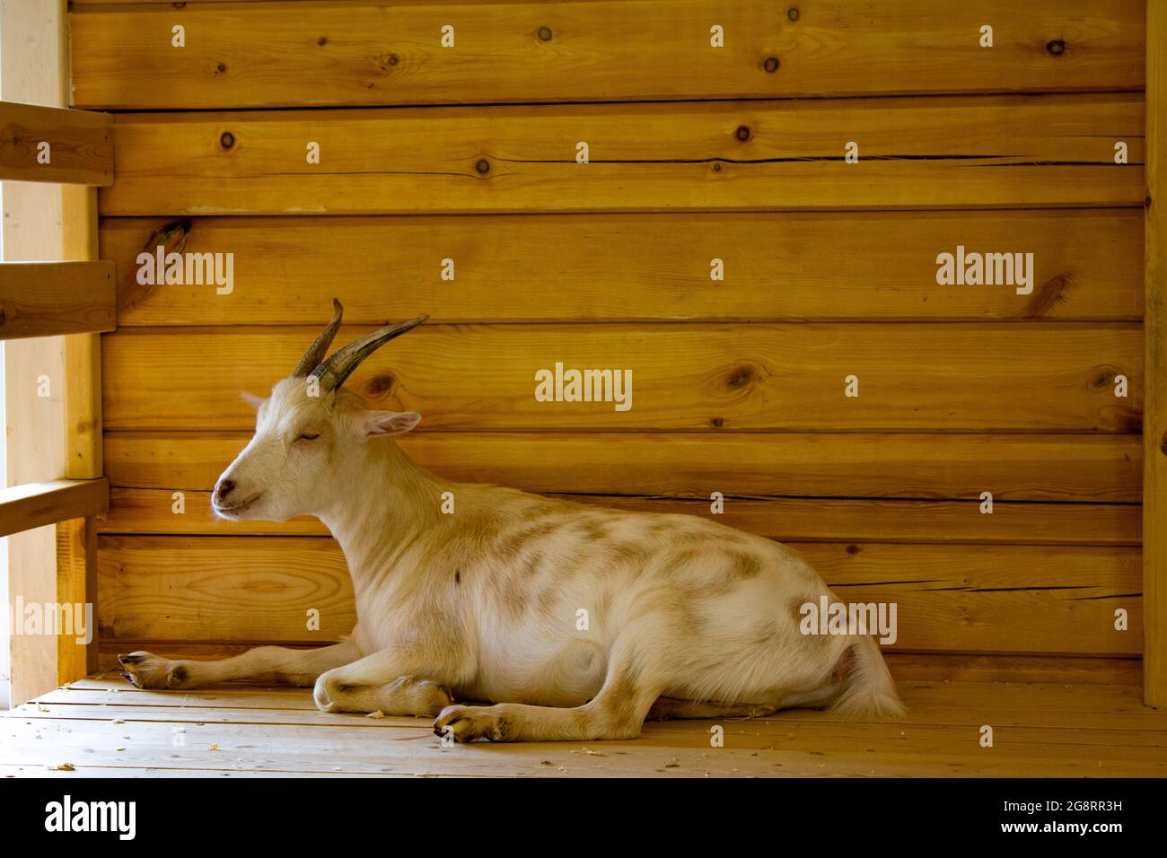 Goat on a background of wooden boards in the sun. The development of animal husbandry and agriculture in modern cities. Stock Photo