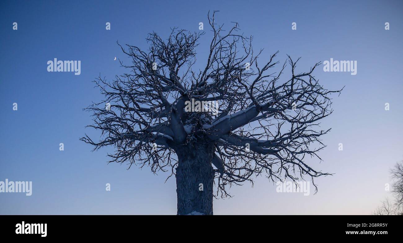 An old unique tree with branches wrapped in winter with special thermal covers with Christmas lights. The concept of respect for nature and national t Stock Photo