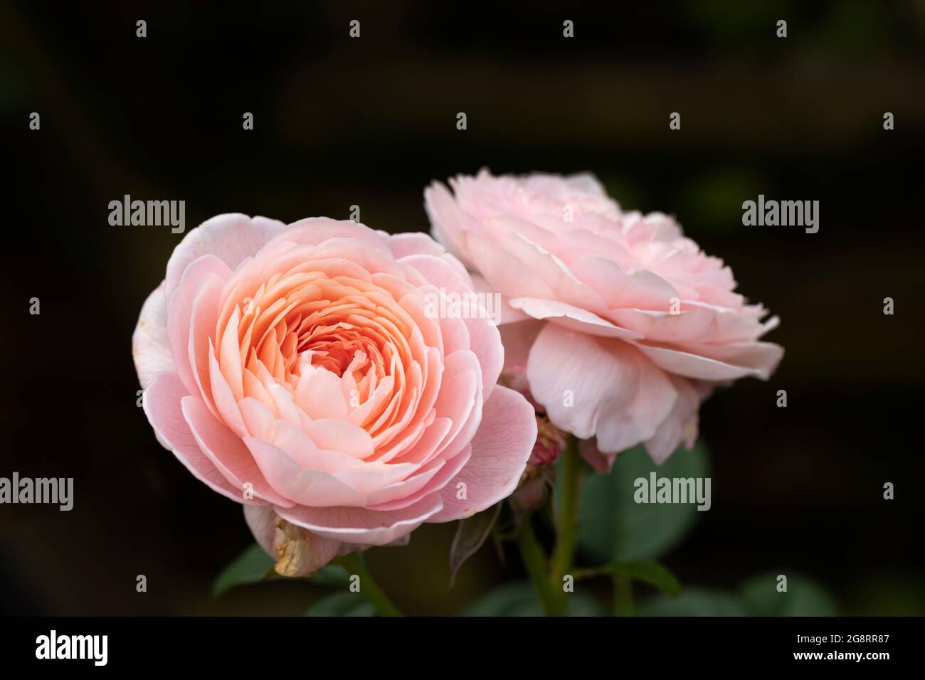 Close up of a beautiful pale pink rose called Rosa Queen of Sweden  flowering in the UK. A David Austin rose bloom. Stock Photo