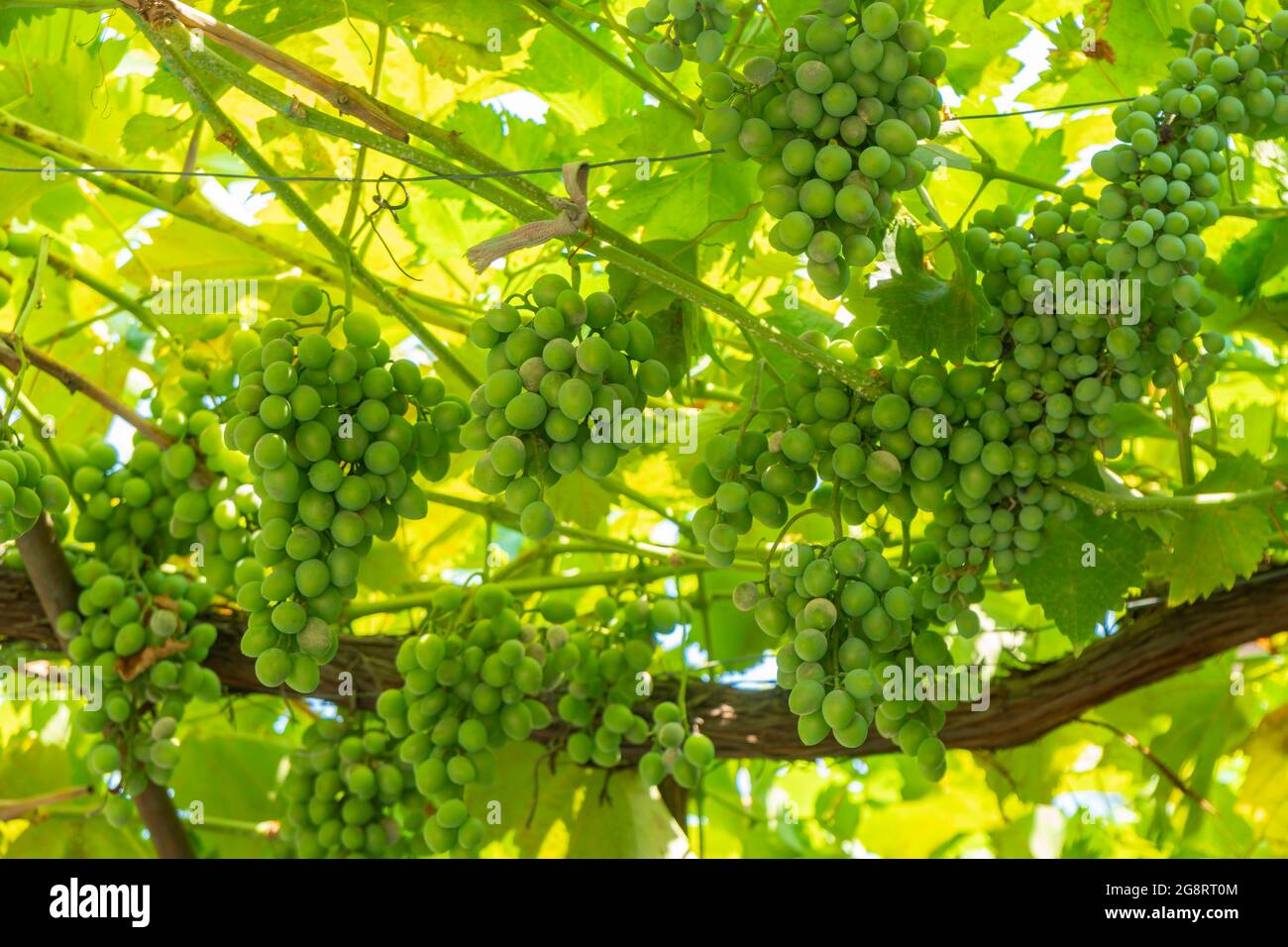 Bunch of fresh green grapes on the vine with green leaves in vineyard ...