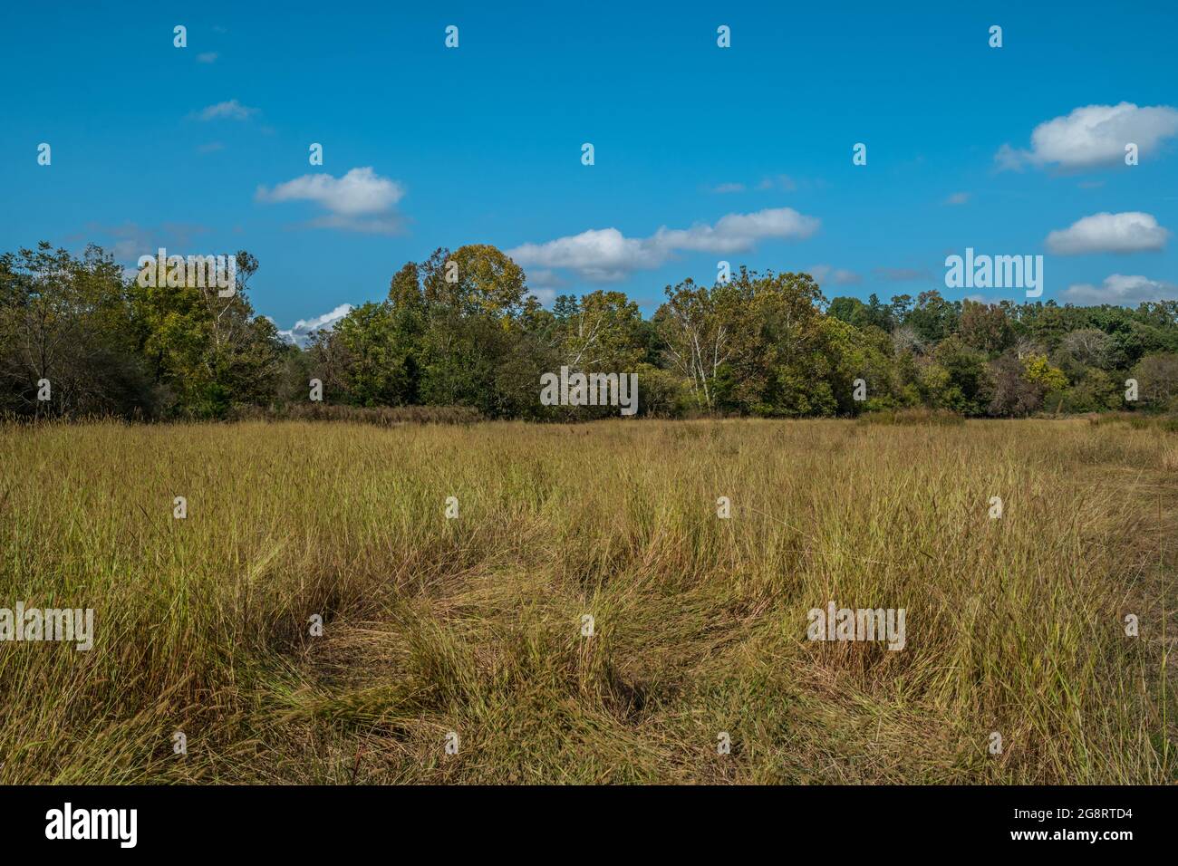 A field full of tall mature grasses golden color with seeds with the colorful woodlands in the background on a sunny warm day in autumn Stock Photo