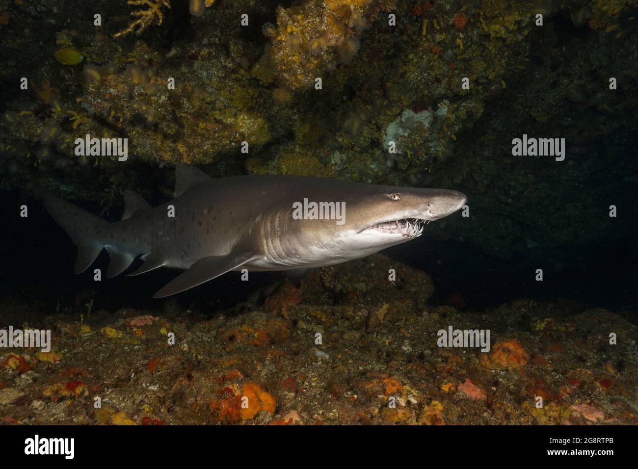 Sand tiger shark (Carcharias taurus) at Aliwal Shoal Stock Photo