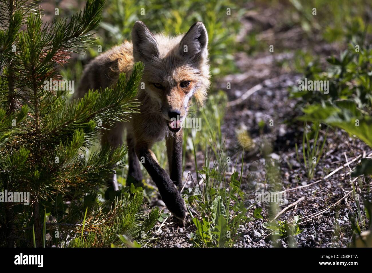 Red fox, auburn hues glowing in sun, walks in Shoshone National Forest, part of Yellowstone Timberland Reserve, in Wyoming. Stock Photo