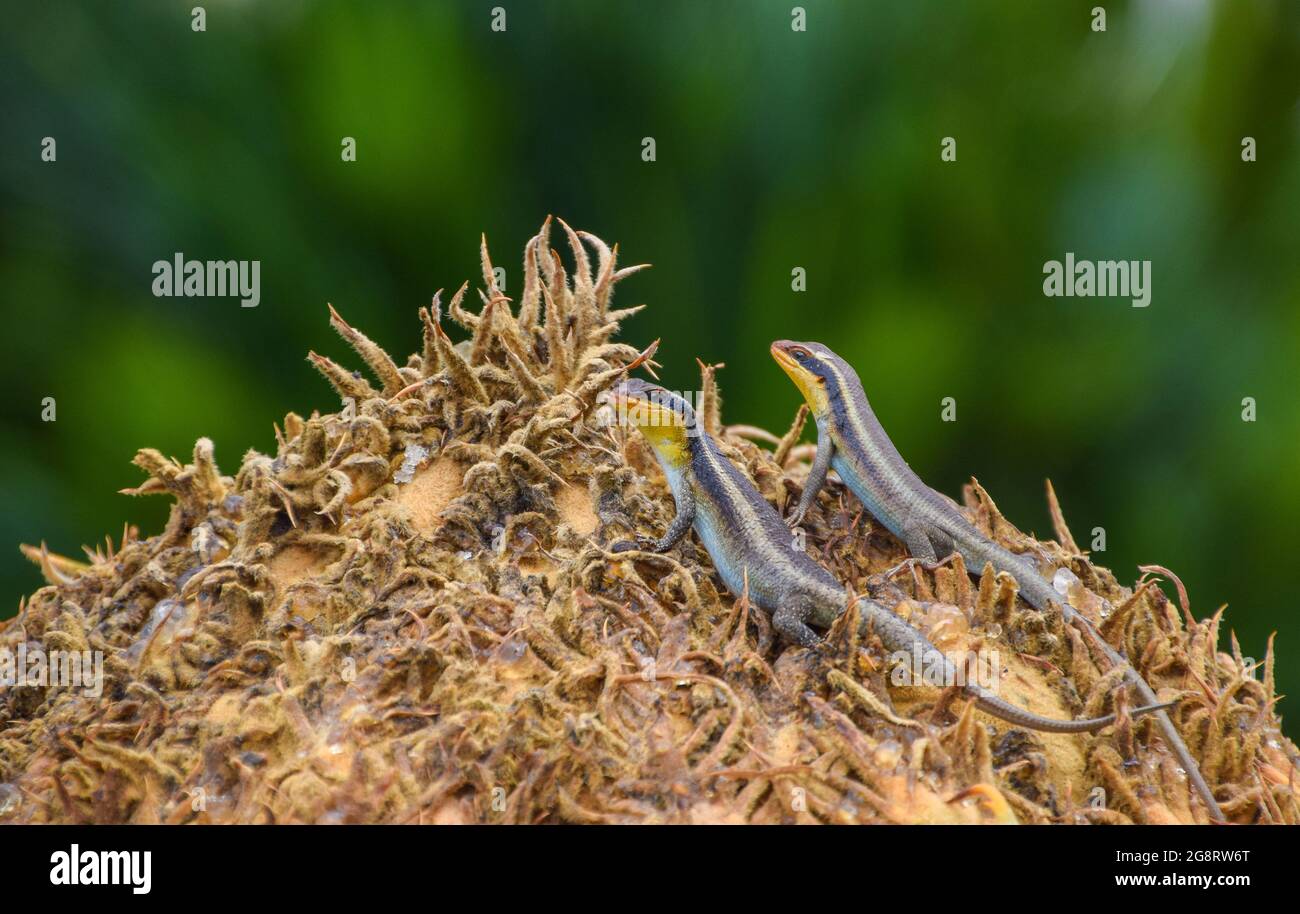 Montane speckled skinks aka speckled rock skinks, Trachylepis punctatissima, lizards on a cycad crown in Zimbabwe. Stock Photo
