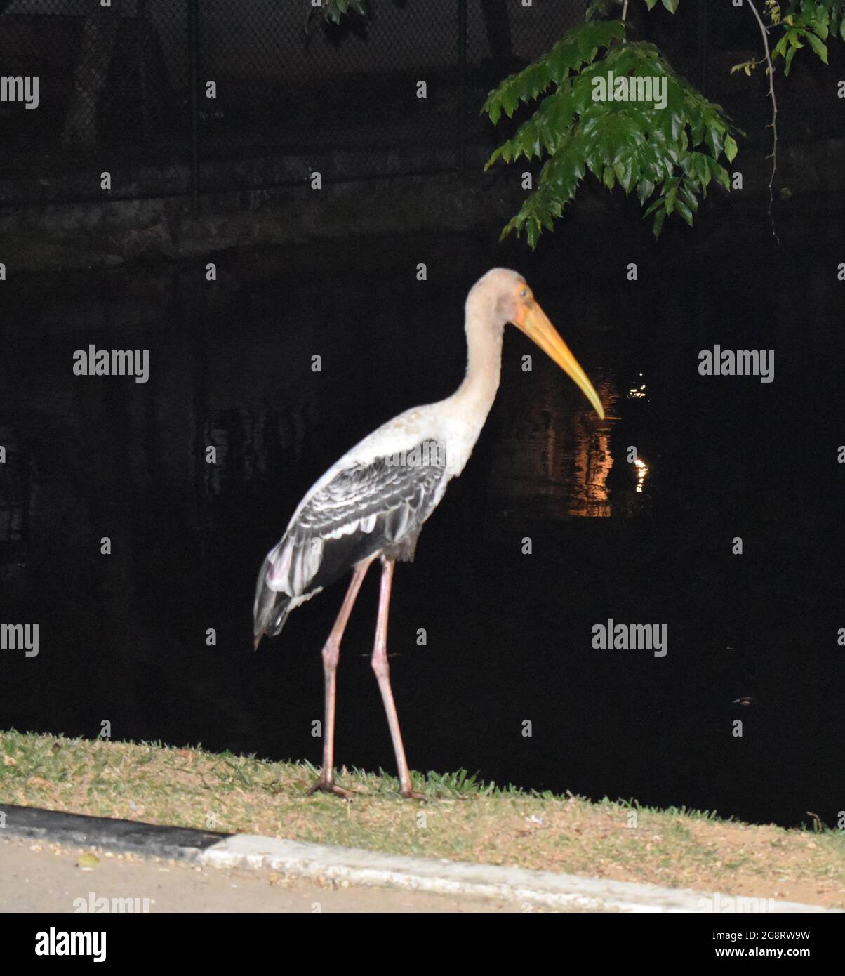 Storks are large, long-legged, long-necked wading birds with long, stout bills. They belong to the family called Ciconiidae, and make up the order Ciconiiformes. Ciconiiformes previously included a number of other families, such as herons and ibises, but those families have been moved to other orders. Colombo, Sri Lanka. Stock Photo