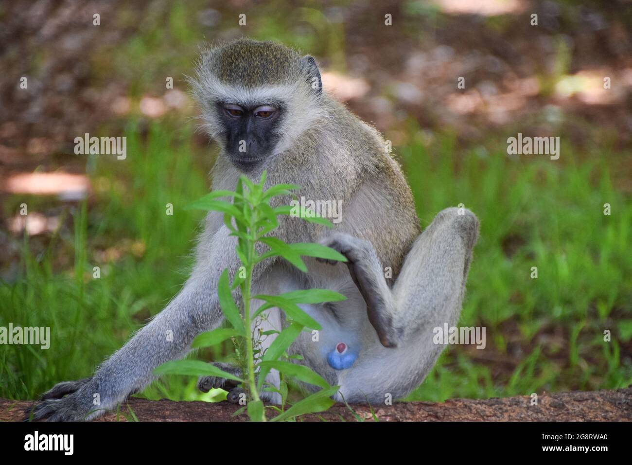 A male vervet monkey in a national park in Zimbabwe Stock Photo Alamy