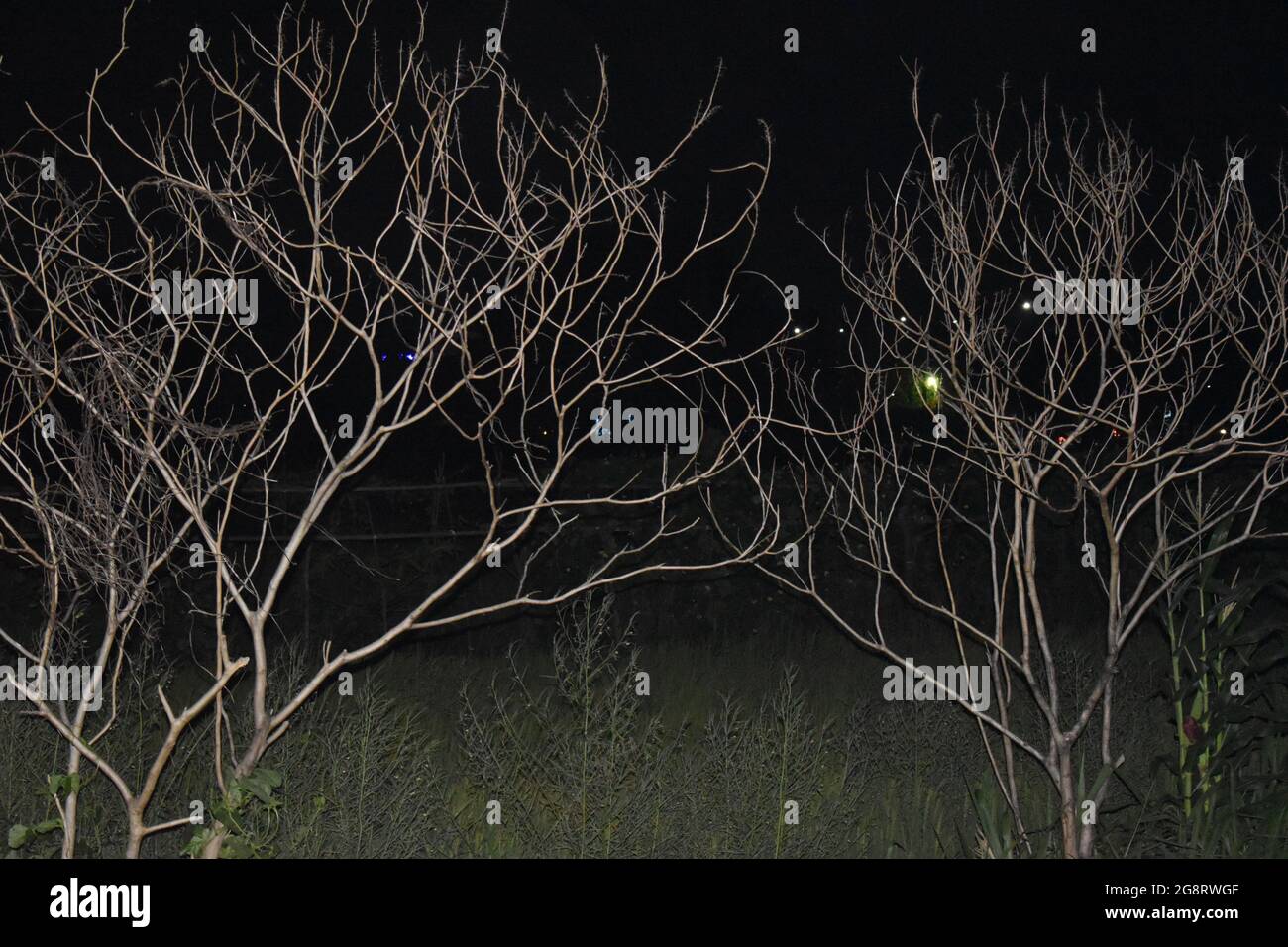 Trees without leaves at night time. Colombo, Sri Lanka. Stock Photo