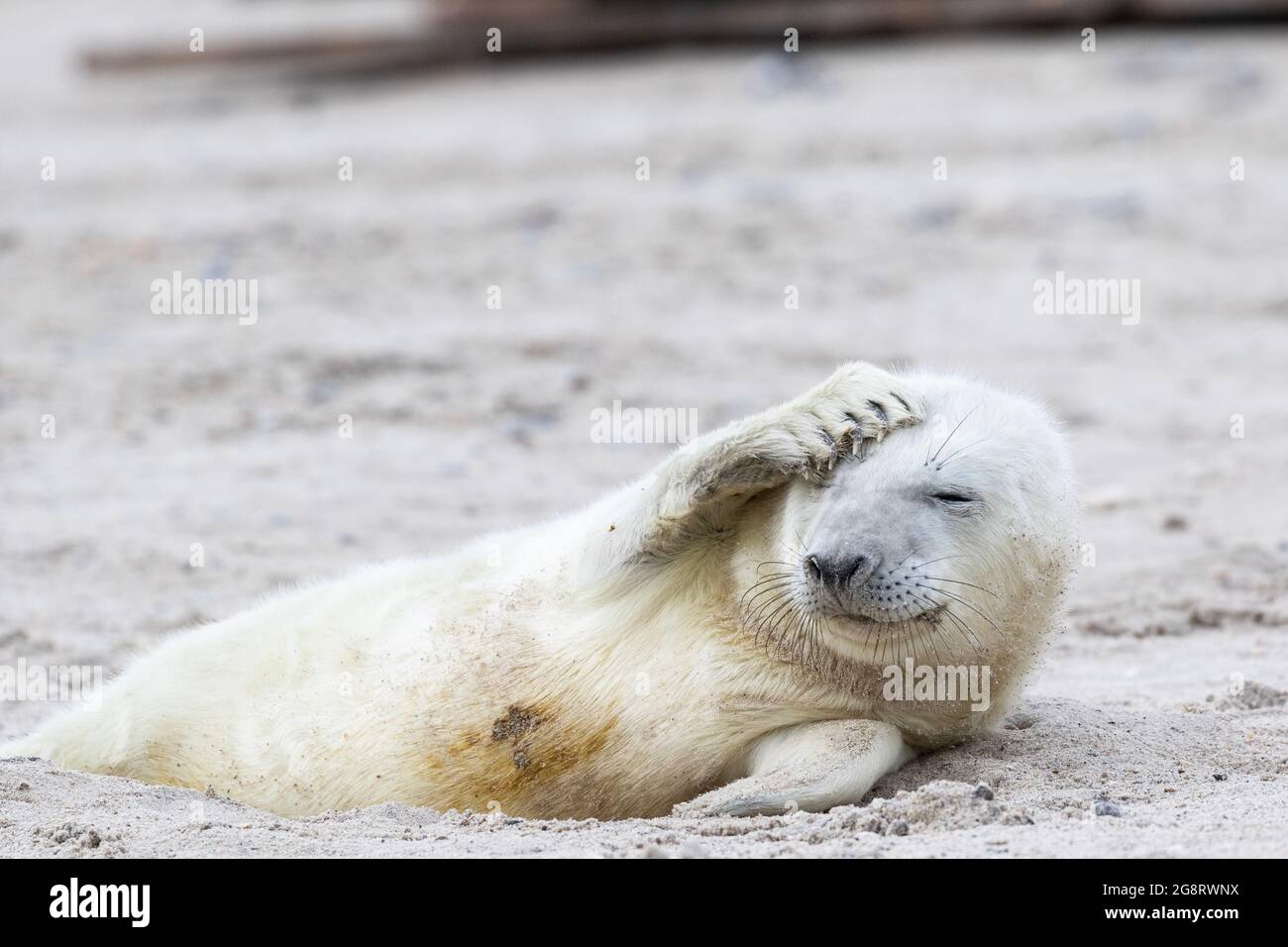 A very young gray seal lies in the sand and the fin has lifted to the head. Stock Photo