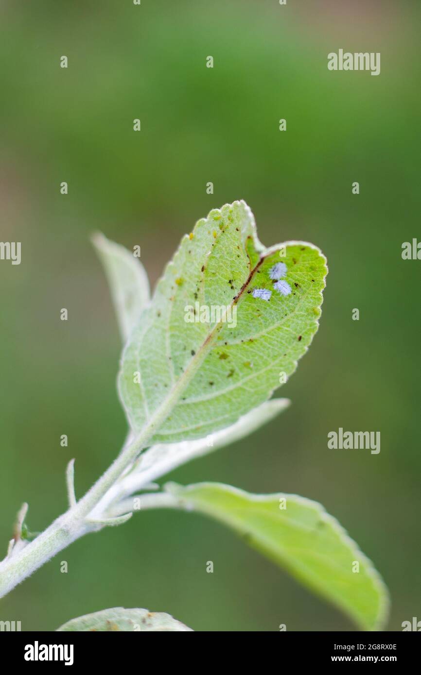 Mealybug and aphids on a green leaf of a fruit tree in the garden. Pest control and plant care. Stock Photo