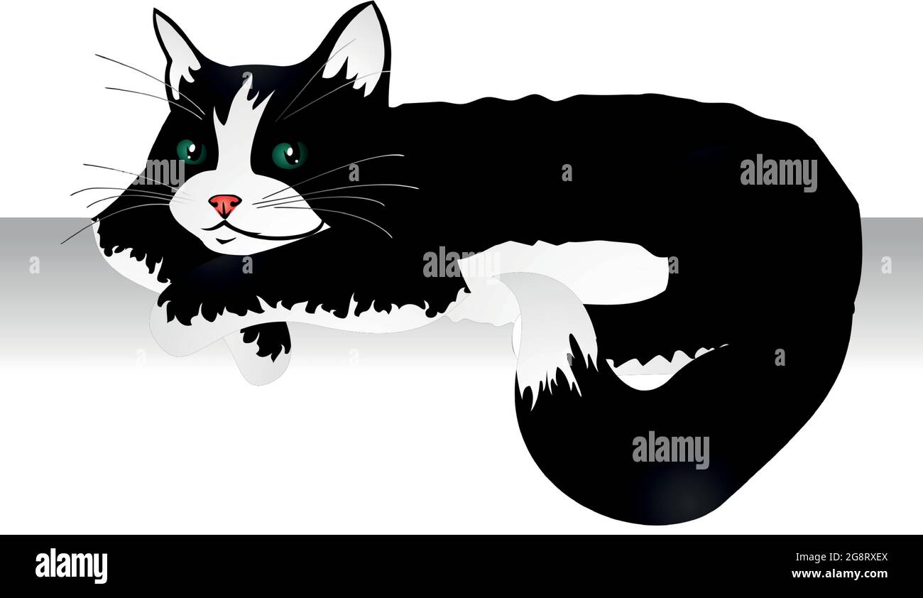 Realistic black and white cat lying on a white background - Vector ...