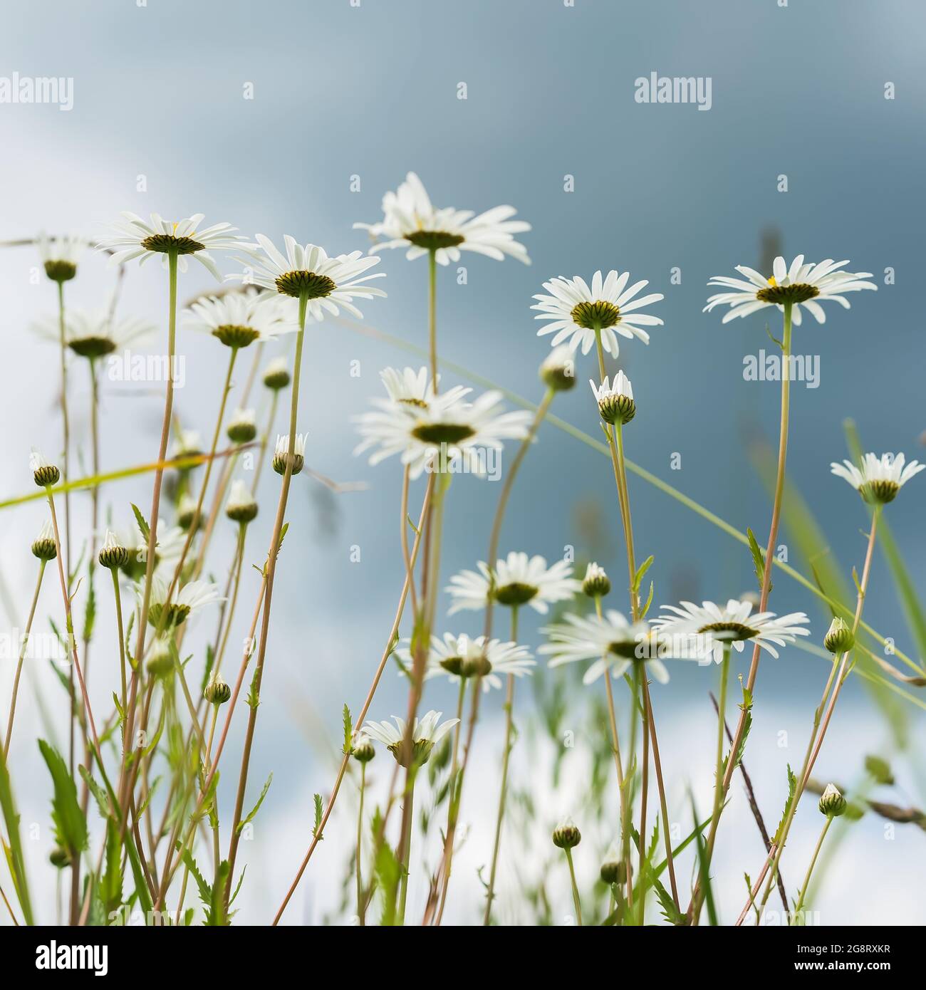 Bottom view white daisies chamomile hi-res stock photography and images ...