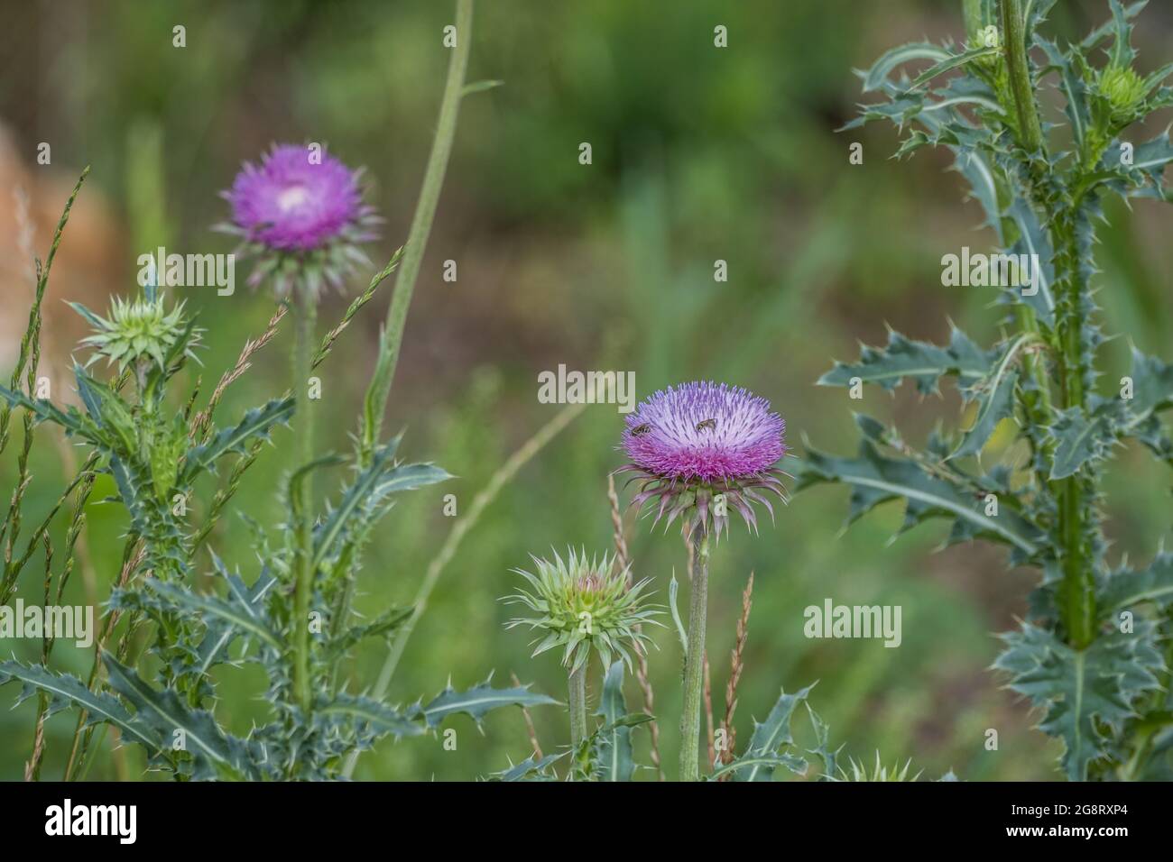 A few purple thistles opened with small bees on the flower with more to bloom closeup Stock Photo