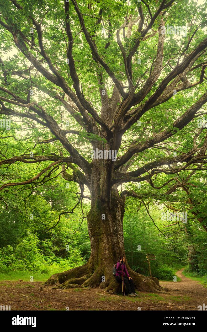 Old oak tree with some dead branches hires stock photography and