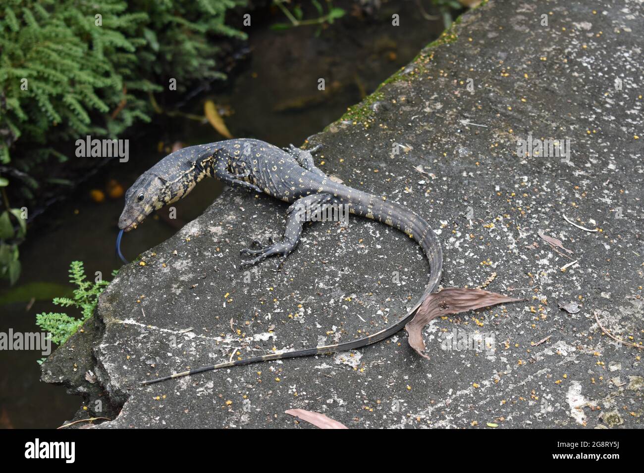 Baby Monitor Lizard. The Asian water monitor (Varanus salvator) is a