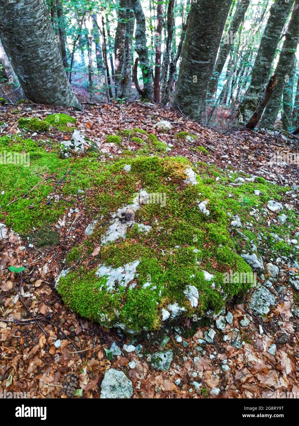 Italian wood forest trees trunks detail background with moss on the ground Stock Photo Alamy