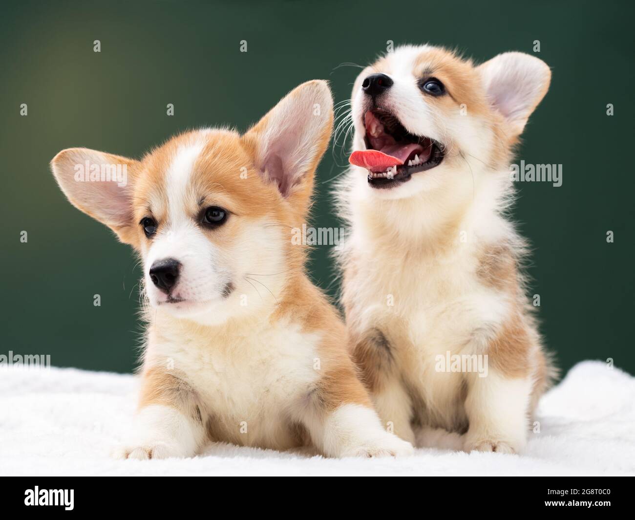 Pembroke Welsh Corgi Dog High Resolution Stock Photography and Images ...