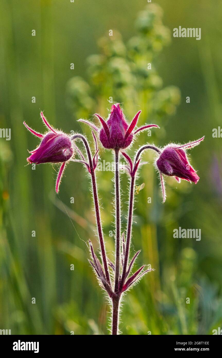 Geum triflorum, Prairie Smoke flowers, Bow Valley Provincial Park, Alberta, Canada Stock Photo