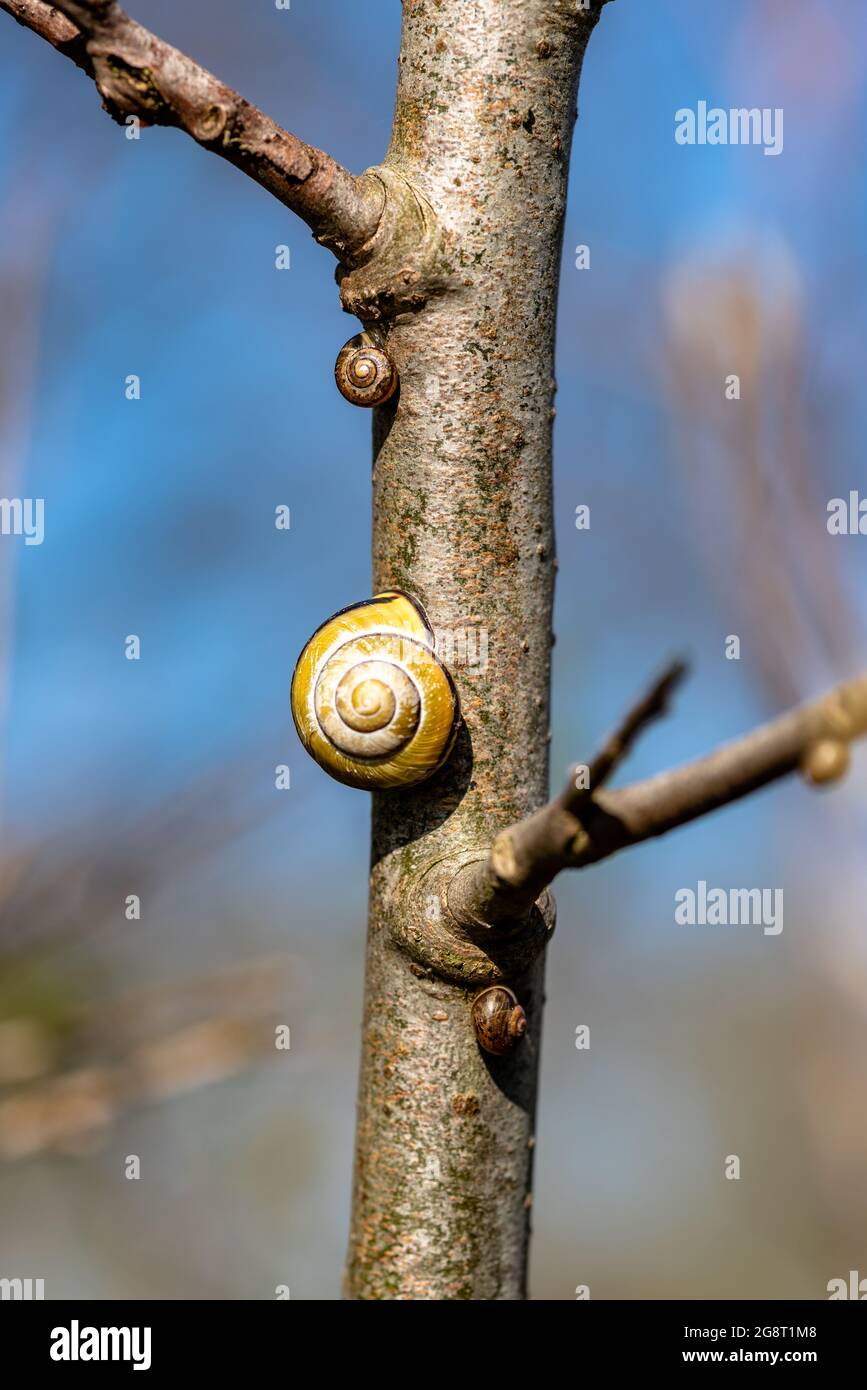 one large and two small snails on a branch Stock Photo