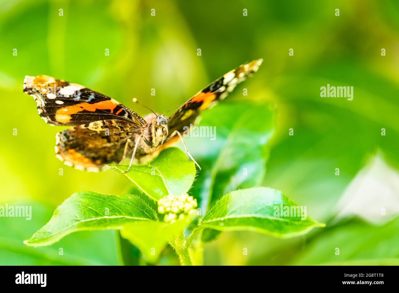 A red admiral, Vanessa atalanta, colorful butterfly Stock Photo