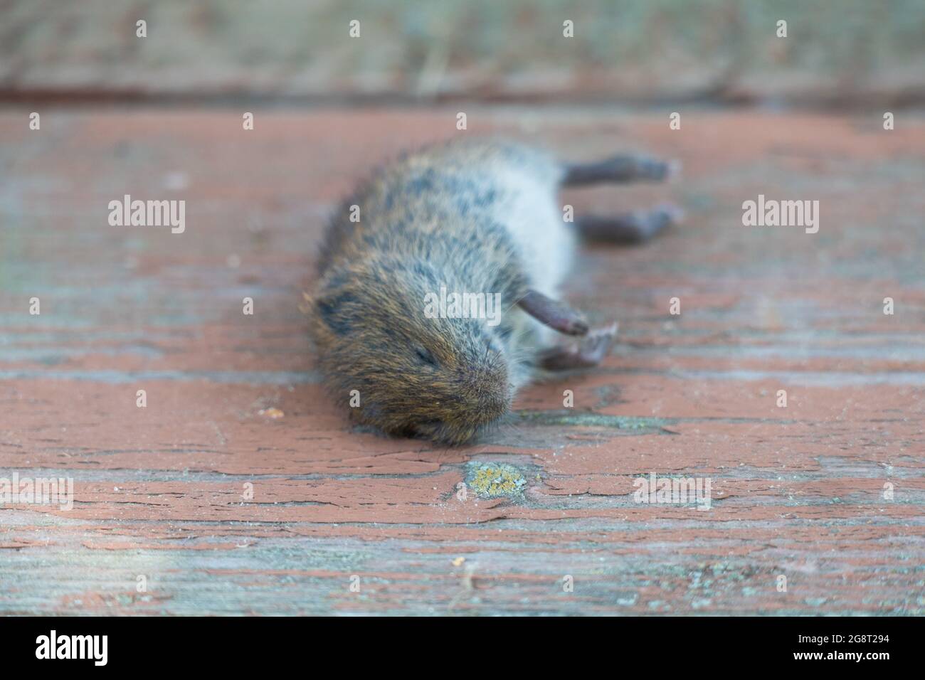 Dead mouse on the floor 2021 Stock Photo Alamy