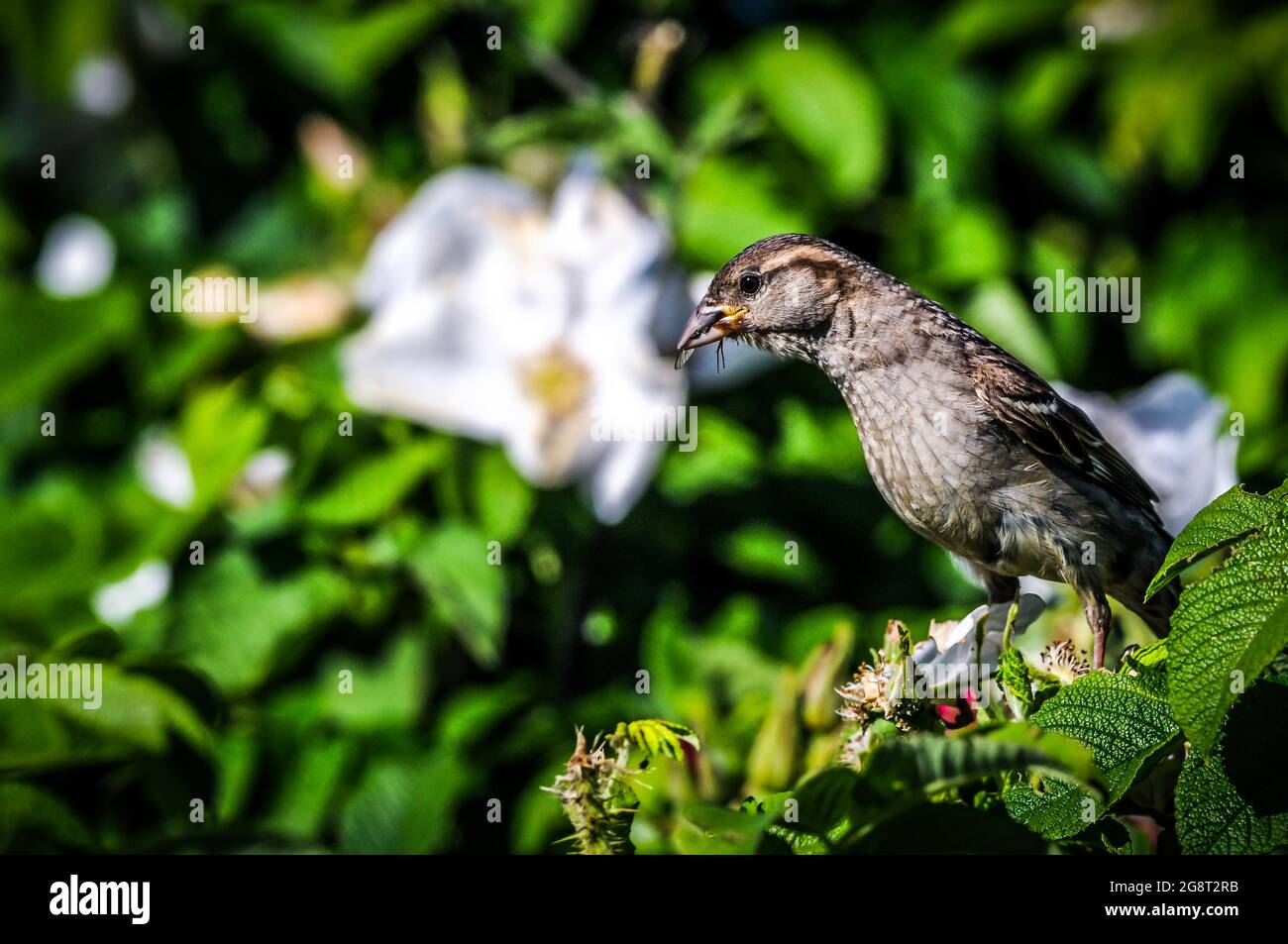 Dragonflies are very fast, but this Seaside Sparrow was a little faster. So while flying around the Sea Roses this Sparrow keeps well feed . Stock Photo