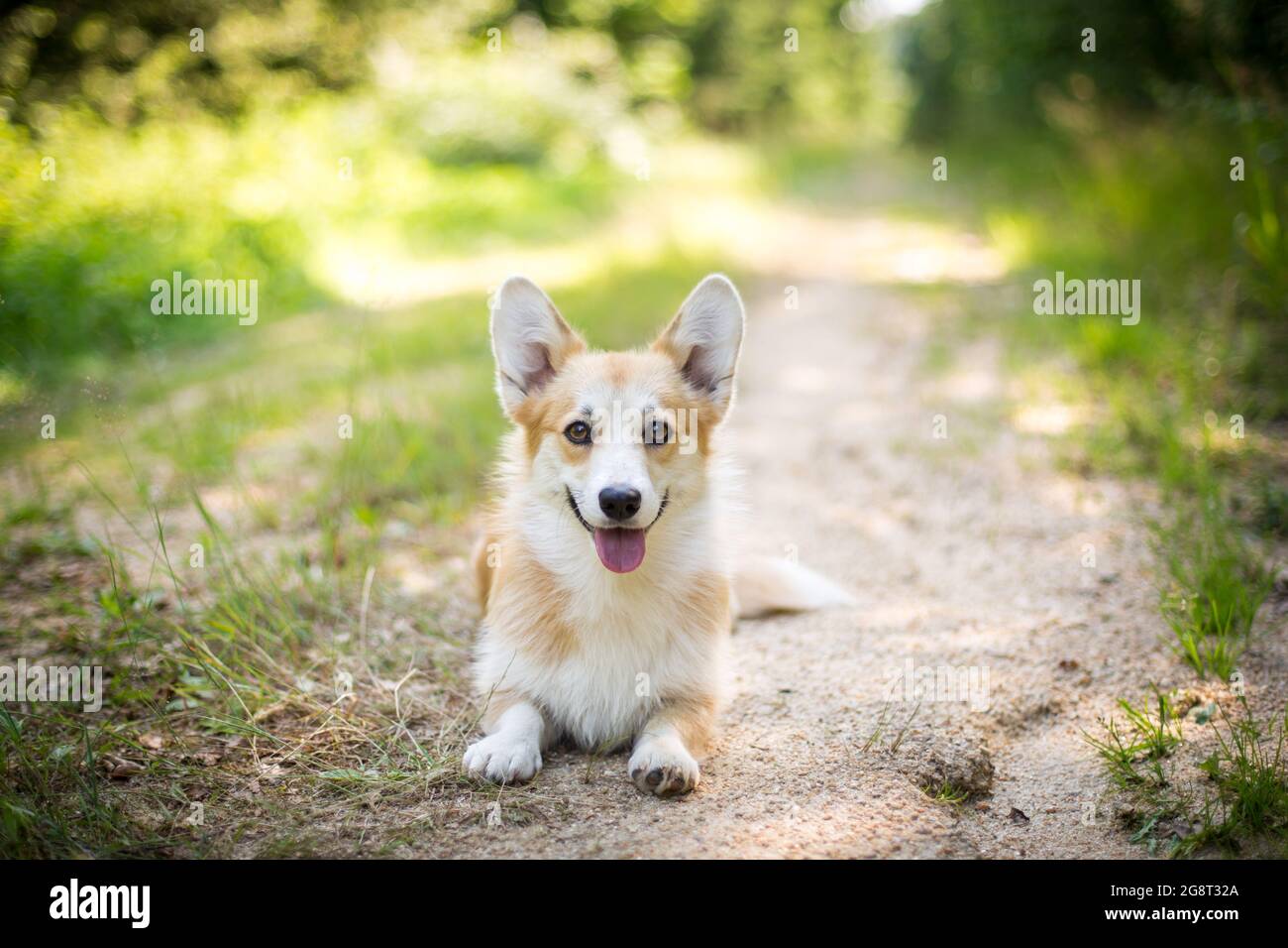 Portrait welsh pembroke corgi hi-res stock photography and images - Alamy