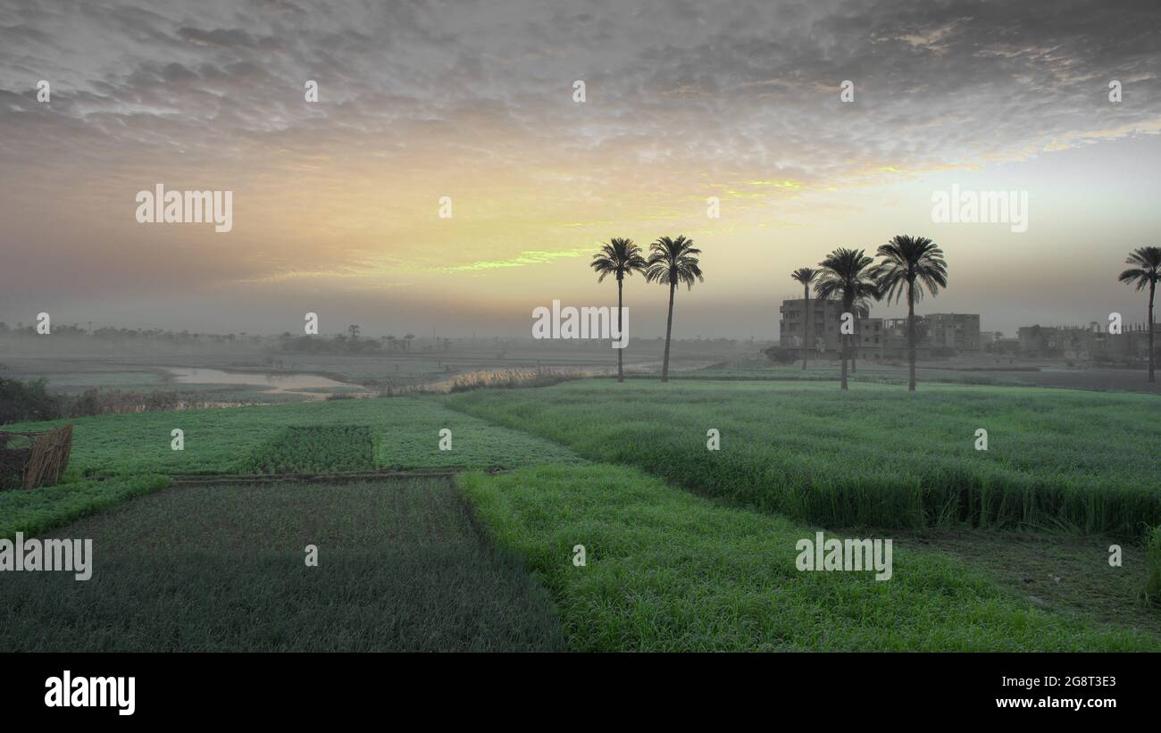 Palm trees cultivated farmland hi-res stock photography and images - Alamy