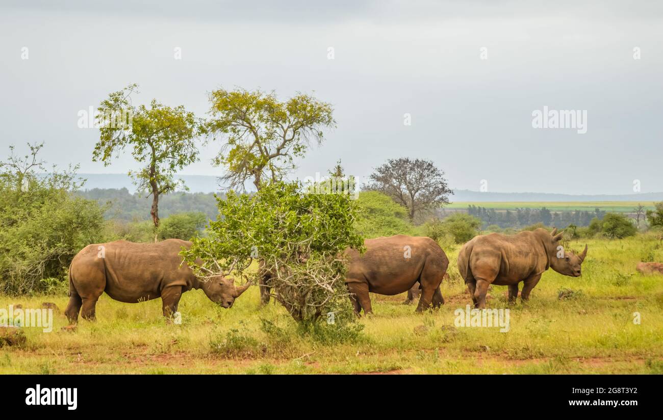 Rhino Habitat Loss Hi res Stock Photography And Images Alamy rhino-habitat-loss-hi-res-stock-photography-and-images-alamy
