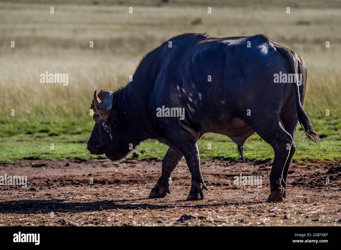 Large African cape buffalo or Syncerus caffer caffer in a nature ...