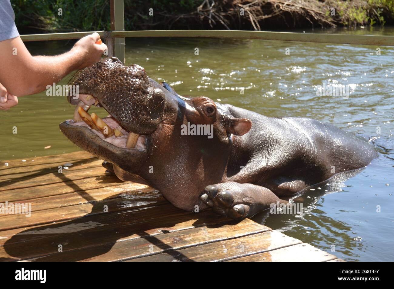 Jessica hippopotamus hires stock photography and images Alamy