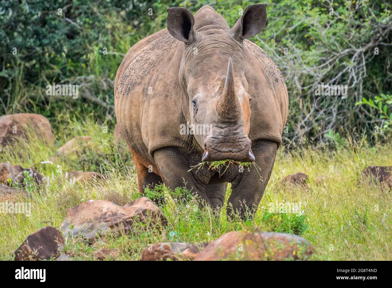 Rhino Habitat Loss Hi res Stock Photography And Images Alamy rhino-habitat-loss-hi-res-stock-photography-and-images-alamy