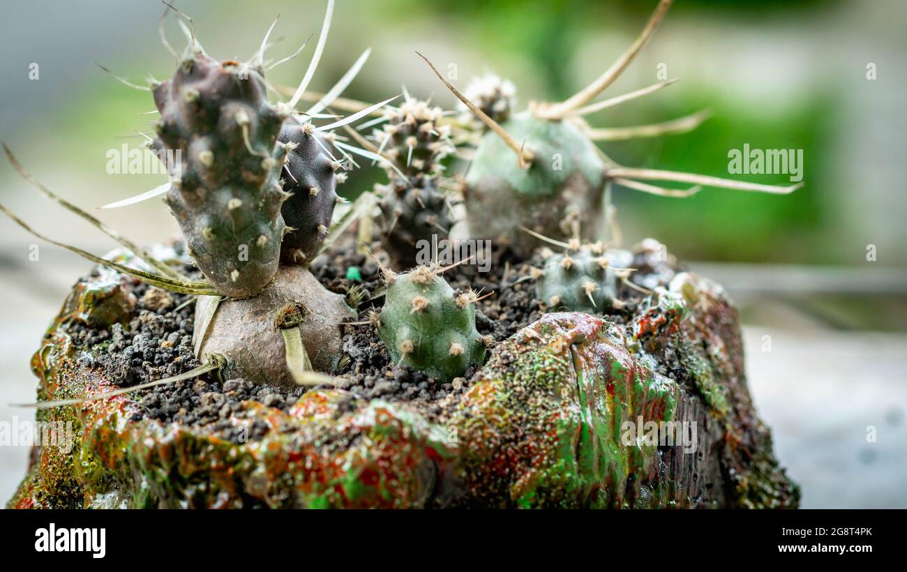 Mammilaria cactus on handmade concrete artisan pot Stock Photo