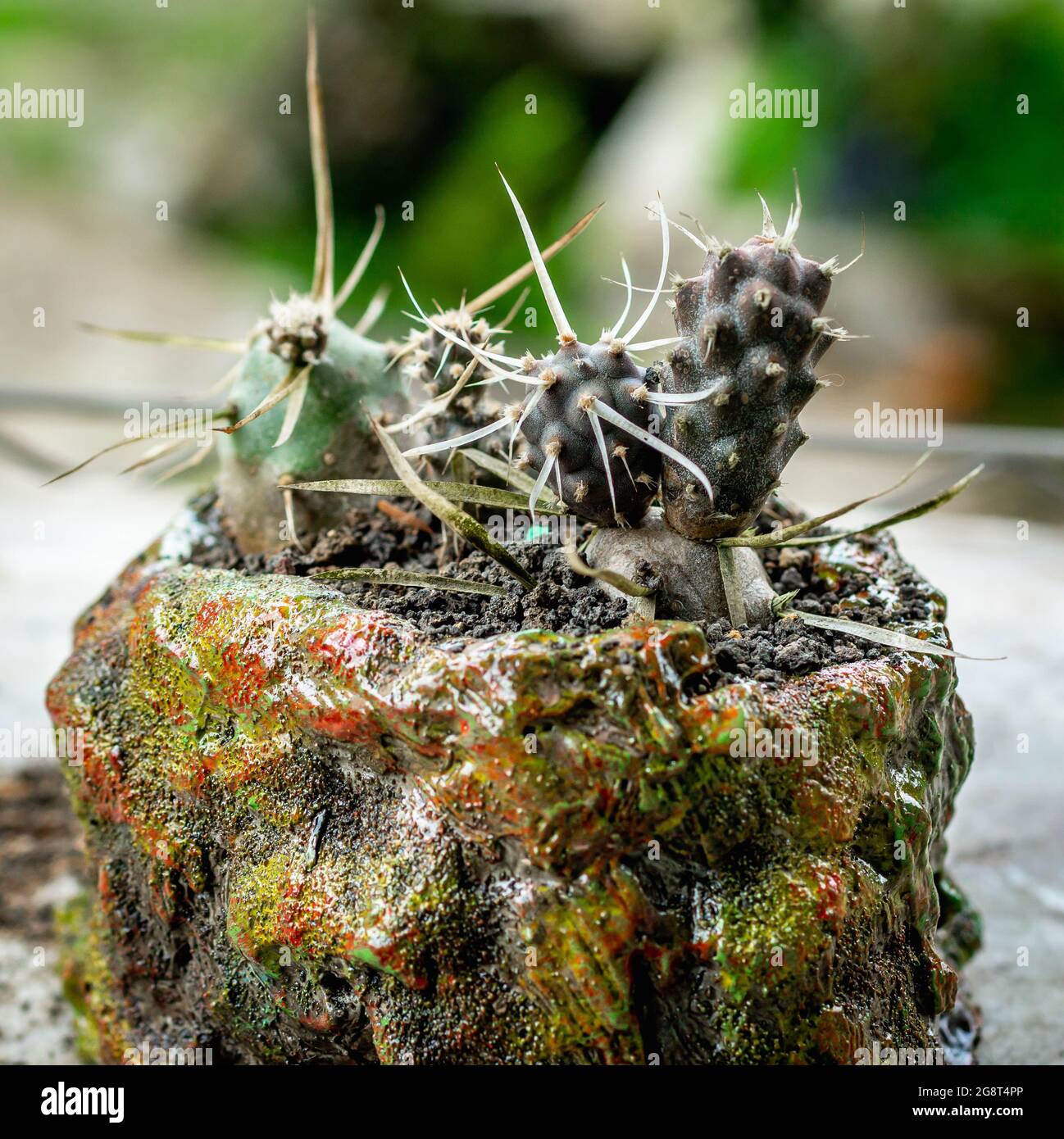 Mammilaria cactus on handmade concrete artisan pot Stock Photo